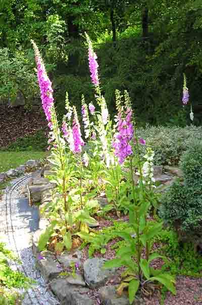  more foxgloves